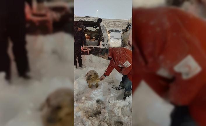 Türk Kızılay, Bolu'da sokak hayvanlarına yiyecek bıraktı