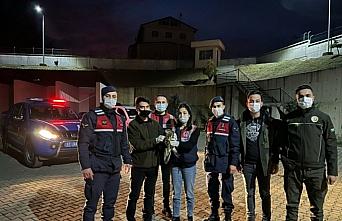 Zonguldak'ta jandarmanın bulduğu yaralı şahin tedaviye alındı