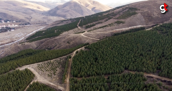 Çorak ve dağlık arazi 25 yılda 1 milyon ağaçlı ormana dönüştü