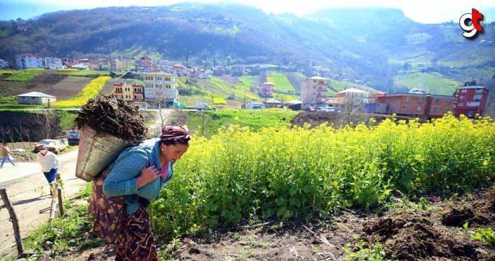 Doğu Karadeniz'de çiftçiler, ilkbaharın gelmesiyle tarlalarında temizliğe başladı